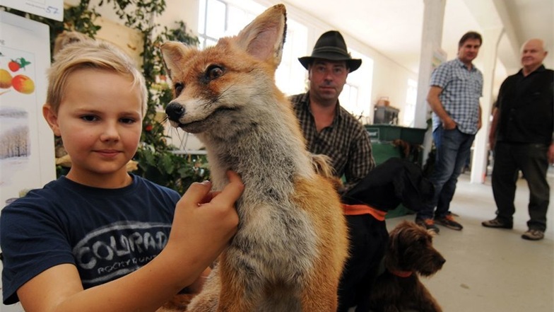 Der 12-jährige Tom Goldammer hält einen präparierten Fuchs im Arm.