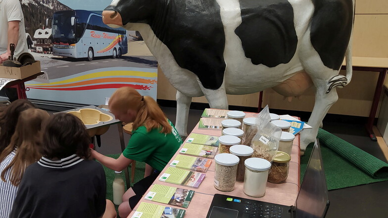 Die Kuh "Lore" wird auch bei der Berufsorientierungsmesse am 1. Juni dabei sein. Sie gehört zum "Team" des landwirtschaftlichen Unternehmens an der Dresdner Heide in Großerkmannsdorf. Kinder können sich hier im Melken üben.