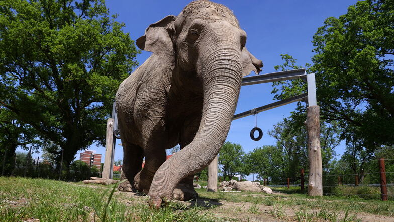 Targa greift im Freigelände des Elefantenhauses im Augsburger Zoo mit ihrem Rüssel nach einem Stück Brot.