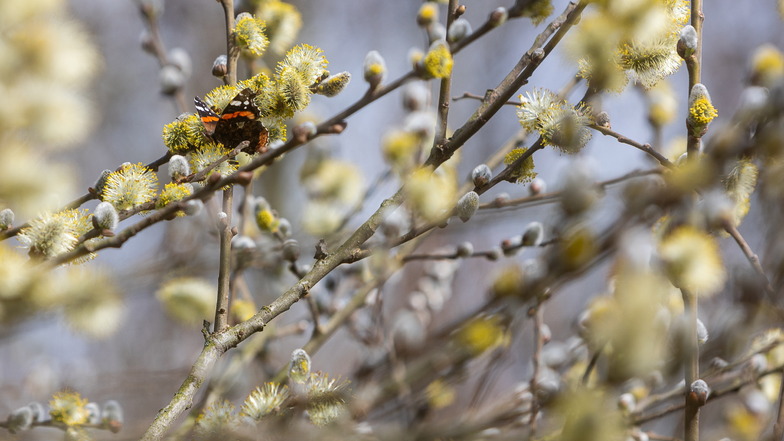 Wenige Tage vorm Frühlingsbeginn haben sich in der Nachbarschaft vom Eidechsenhabitat unzählige Bienen und ein Schmetterling an einem Weidenkätzchen mit Pollen und Nektar eingedeckt.