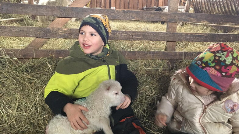 Nicht nur die Kinder freuen sich über die Lämmer, die jetzt im Schafstall Förstgen der Naturschutzstation Östliche Oberlausitz geboren werden.