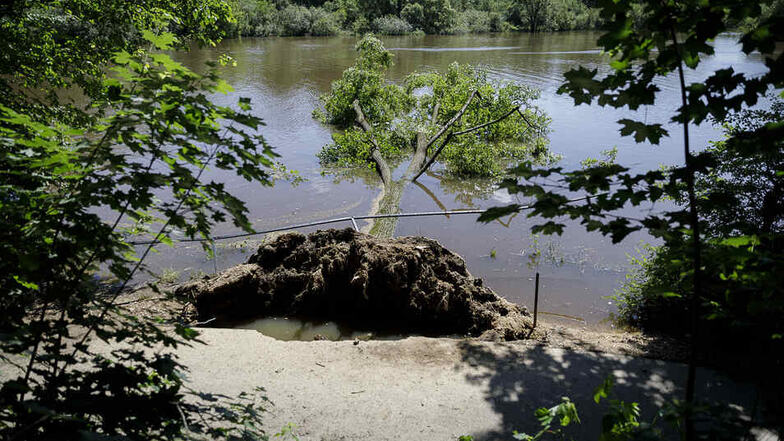 Ende Juni gab es ein Hochwasser an der Görlitzer Neiße. Mehrere Bäume konnten den Wassermassen nicht mehr standhalten.