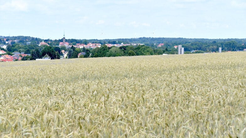 Noch ist hier Ackerfläche. Ob bald ein großes Gewerbegebiet zwischen Radeberg und Arnsdorf entsteht, können nun auch die Arnsdorfer mit entscheiden.