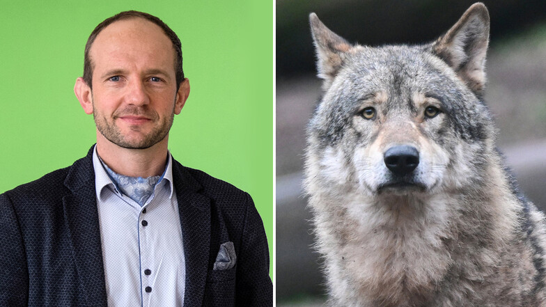 Der Görlitzer Landrat Stephan Meyer (CDU) plädiert für eine gezielte Bejagung von Wölfen.