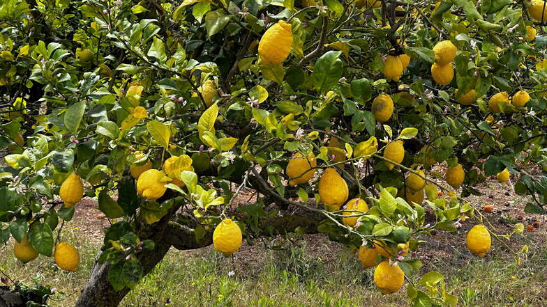 Die Zitronenernte dauert bis Februar. An einigen Bäumen hängen noch letzte Früchte.