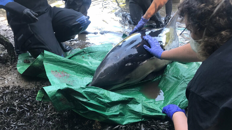 HANDOUT - 11.08.2020, Großbritannien, Helston: Rettungskräfte der gemeinnützigen Einrichtung "British Divers Marine Life Rescue" kümmern sich um einen Delfin, der im Flachwasser einer Mündung des Flusses Mawgan Creek stecken geblieben war.