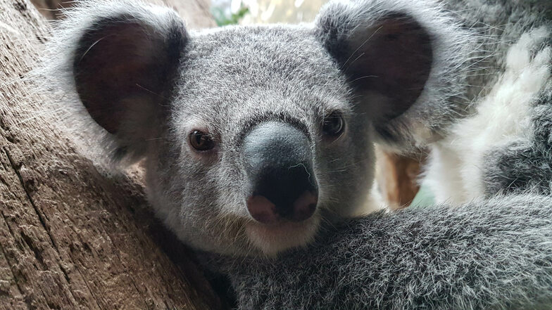 Das Koala-Jungtier Bouddi - hier an seinem ersten Geburtstag im Leipziger Zoo.