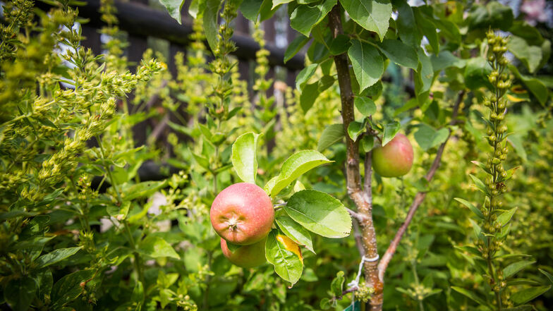 Für das Apfelbäumchen muss sich bald einen neuen Platz im Garten finden.