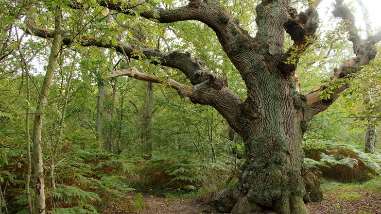 Alt wie ein Baum: Auf der Insel Vilm ist die Natur noch sich selbst überlassen.