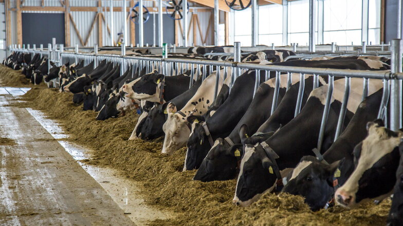 Niederländischer Fleischkonzern Vion erwirbt Viehhändler in Sachsen