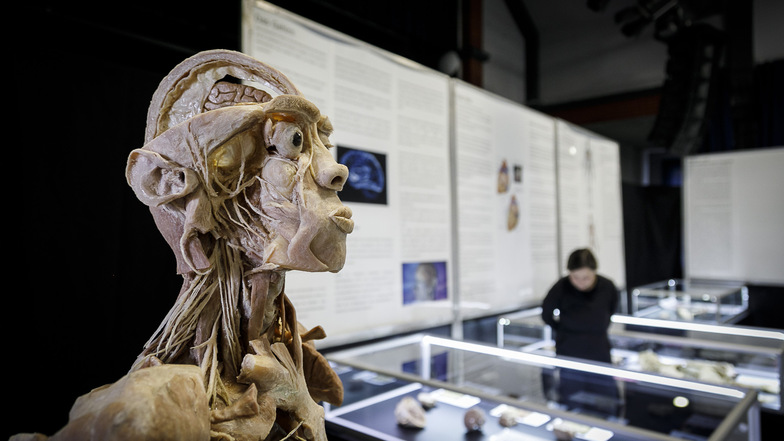 Am kommenden Wochenende ist die „Anatomische Ausstellung – Echte menschliche Körper“ im Zittauer Volkshaus zu sehen.