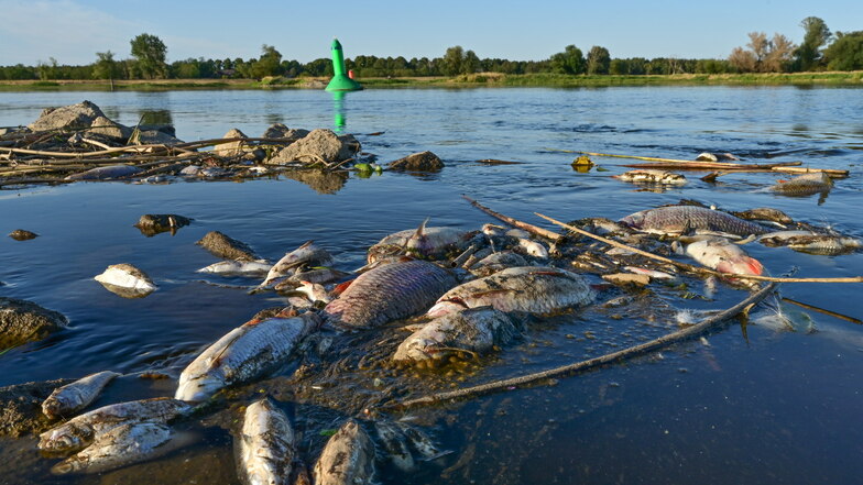 Unzählige tote Fische treiben im flachen Wasser des deutsch-polnischen Grenzflusses Oder. Das Fischsterben in der Oder beunruhigt seit Tagen die Menschen in Brandenburg an der Grenze zu Polen.