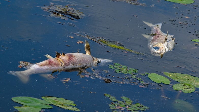 Zwei große tote Fische treiben an der Wasseroberfläche im Winterhafen in Frankfurt/Oder - einem Nebenarm des deutsch-polnischen Grenzflusses Oder.