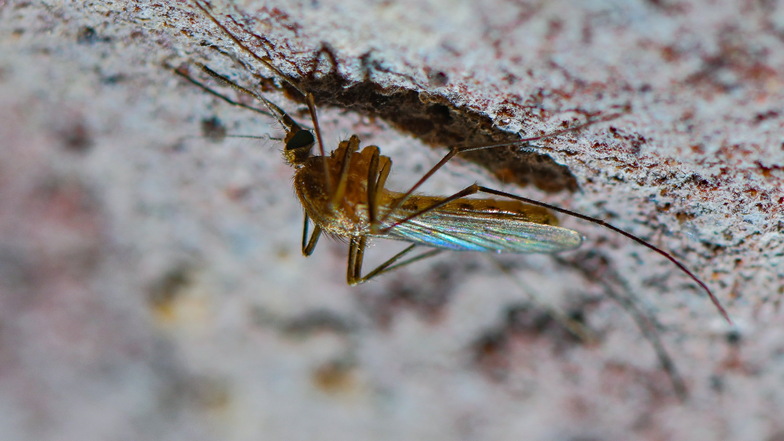 Eine Stechmücke der Art Culex pipiens Komplex ist an der Decke eines alten Eiskellers zu sehen. Stechmücken werden immer gefährlicher, sagen Forscher.