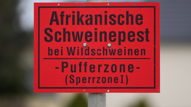 Im Oktober 2020 wurde das erste Mal im Landkreis Görlitz und damit in Sachsen die Afrikanische Schweinepest bei einem Wildschwein nachgewiesen.