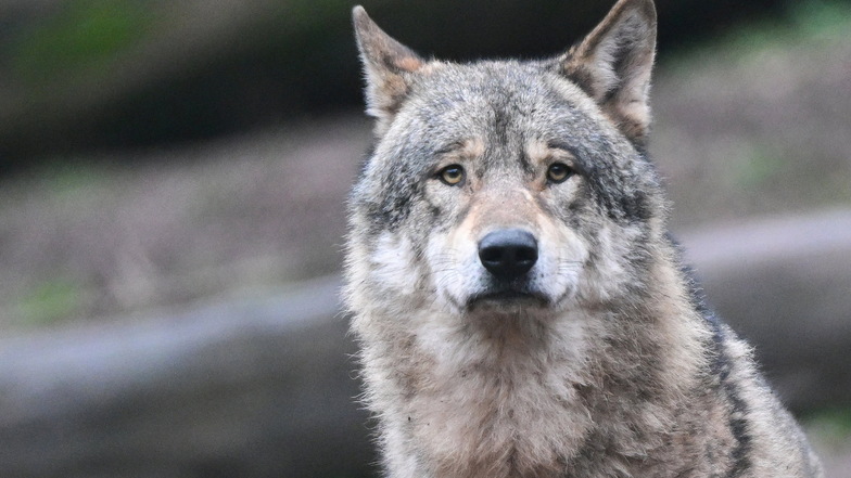 Wolf stirbt bei Verkehrsunfall in Elstra