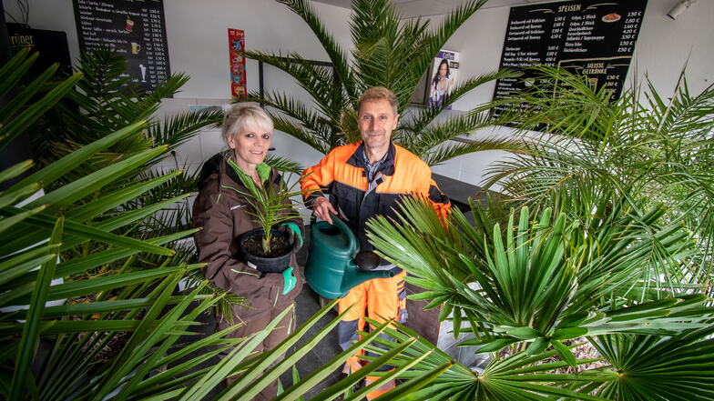 Mit Unterstützung von Katrin Geißler-Haberer hat sich Leisnigs Stadtgärtner Steffen Holz auch im vergangenen Winter um die Palmen und Zitronenbäumchen gekümmert, die im Sommer im Freibad für exotisches Flair sorgen. Die Pflanzen sind allesamt sattgr