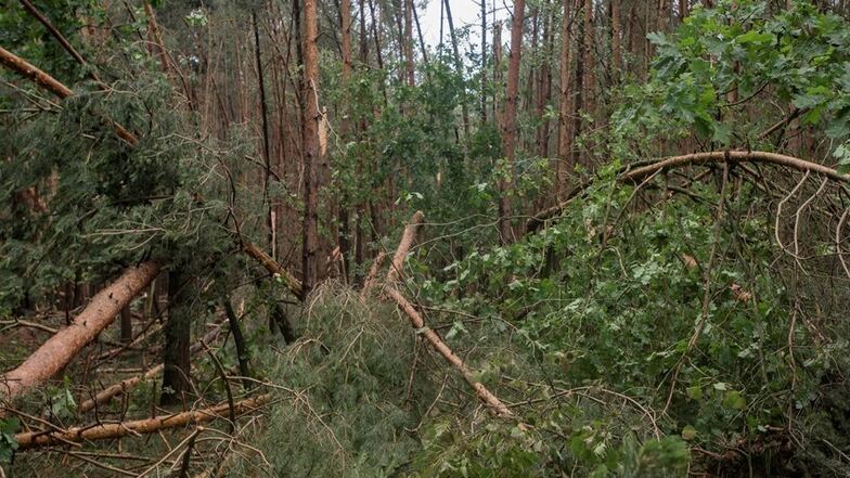 Ein Foto vom Tag nach dem Unwetter: Der Sturm hat in den Wäldern bei Königsbrück große Schäden angerichtet.
