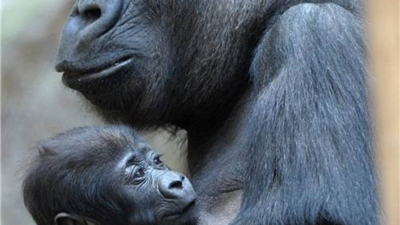 Das Tier fühlt sich offenbar wohl im Zoo und den in den Armen seiner Mutter Kibara.