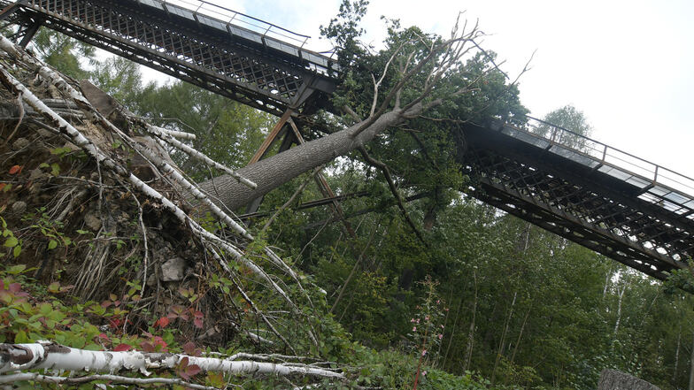 Eine Eiche ist gegen die Lindenhofbrücke gefallen. Der Baum hat das Geländer noch mehr beschädigt.