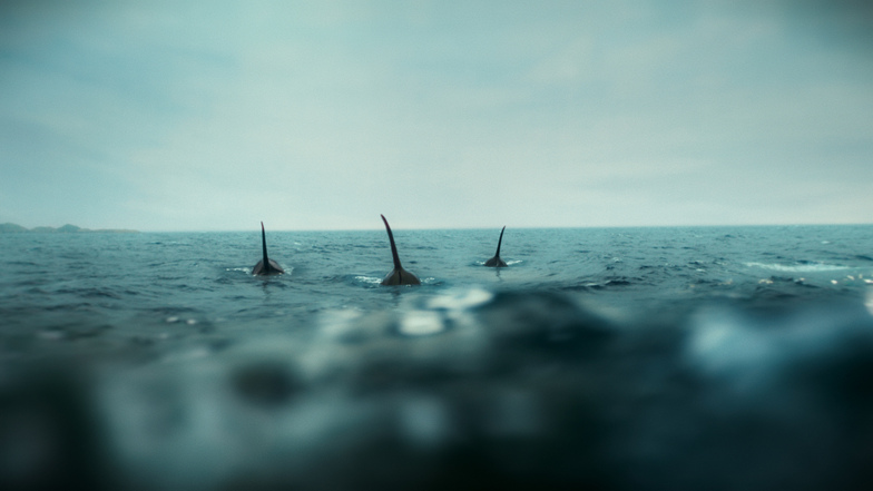 Oha: Orcas greifen an!