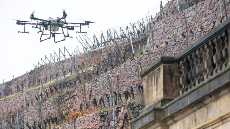 Über den Radebeuler Weinbergen steigt wieder eine 80-Kilo-Drohne in den Himmel