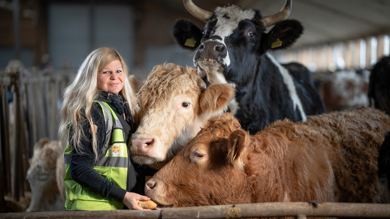 Die Dresdner Tierschützerin Conny Böttger rettet Rinder aus schlechter Haltung. Neben ihr, von oben: Carlo, Diano und Bambi.