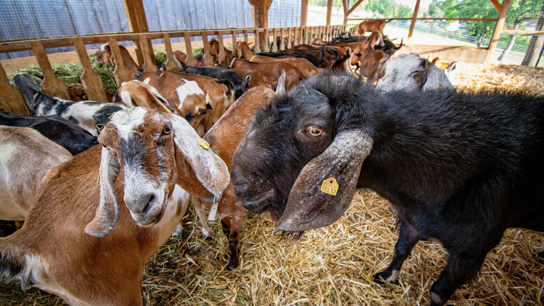 Auf dem Ziegenhof von Sven Kloy leben 40 Milchziegen und drei Ziegenböcke. Weitere Jungtiere sind auf den Weiden rund um Sornzig und Leisnig zu sehen.
