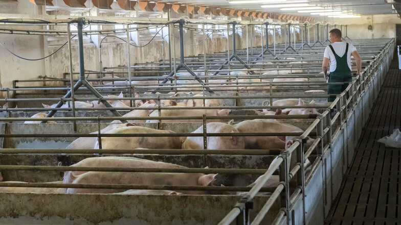 Gesetzliche Vorgabe für die konventionelle Stallhaltung sind 0,75 Quadratameter pro Schwein, im alten LPG-Stall seien es mit 0,83 Quadratmeter etwas mehr, so Döcke.