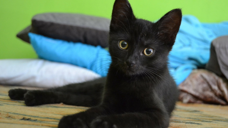 Mehr Glück für schwarze Kätzchen