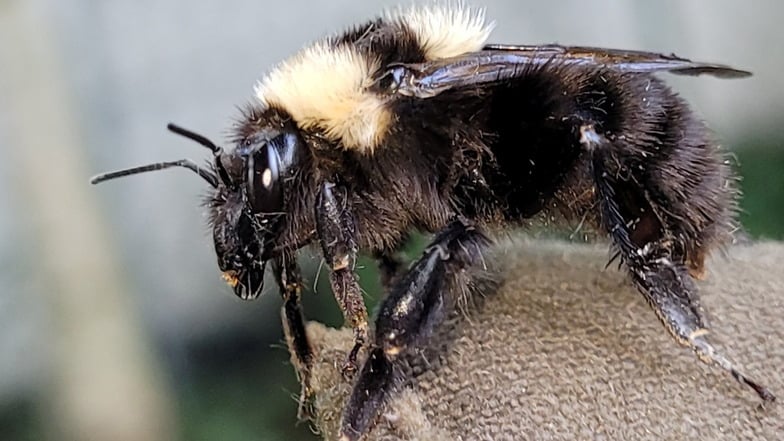 Eine Tonerdhummel-Königin zeichnet sich durch zwei auffällig gelbe Querbinden auf dem Thorax und ein vollständig schwarzen Hinterleib bei den Königinnen aus.