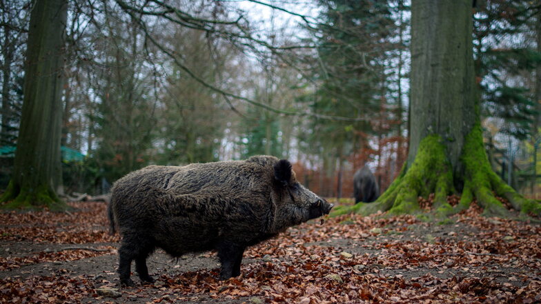 Wildschweine aus Polen, Tschechien und Rumänien haben die Afrikanische Schweinepest nach Deutschland gebracht. Hausschweine im Kreis Bautzen müssen nun vor der Krankheit verstärkt geschützt werden.