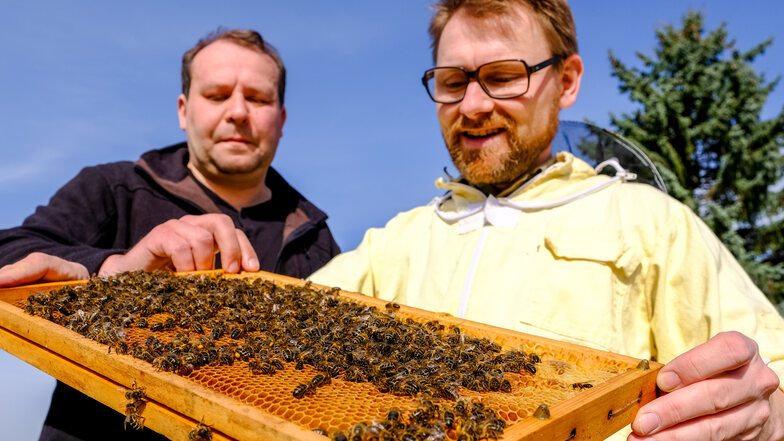 Imker Jan Gutzeit (rechts) und Tino Lorz mit einheimischen Dunklen Bienen auf der Wabe vor dem Bienenwagen in Moritzburg.