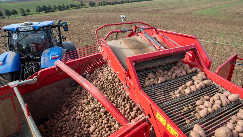Anfang September startete die Agrar AG Ostrau ihre Kartoffelernte auf 80 Hektar Feld.