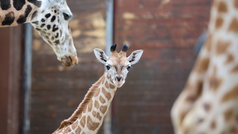 Das Giraffen-Jungtier Niara steht im Giraffenhaus des Leipziger Zoos. Der Name für die am 6. Februar geborene Giraffe wurde aus fast 3000 eingegangenen Vorschlägen ausgewählt.