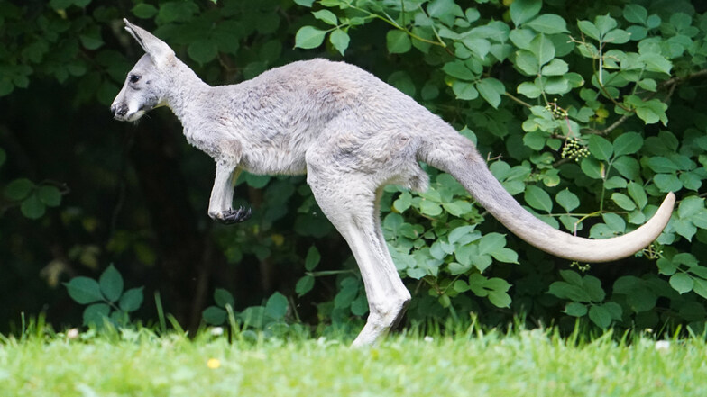 Australier liefert sich sechsminütigen Zweikampf mit Riesenkänguru