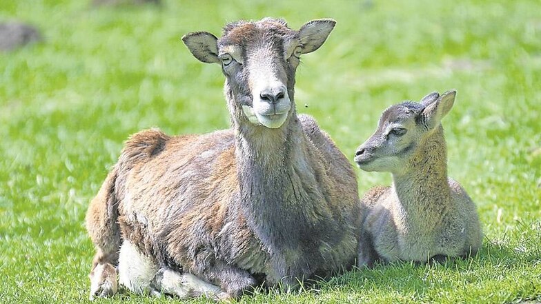 Im April wurde dieses junge Mufflon geboren. Auch bei Schafen und Ziegen gab es Zuwachs.