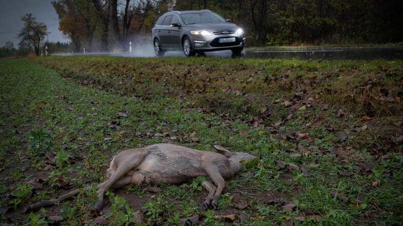 Symbolfoto: Bei Radeburg kam es zu einem Wildunfall, den das beteiligte Tier nicht überlebte.