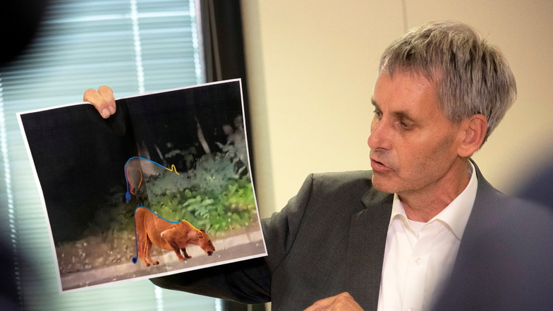 Michael Grubert (SPD), Bürgermeister von Kleinmachnow, erklärt bei einem Pressegespräch anhand von Fotos, weshalb es sich bei dem gesuchten Raubtier um keine Löwin handelt.
