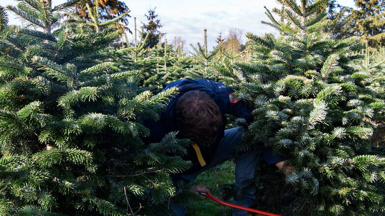 Wer auch in diesem Jahr selbst seinen Weihnachtsbaum sägen möchte, muss darauf nicht verzichten.
