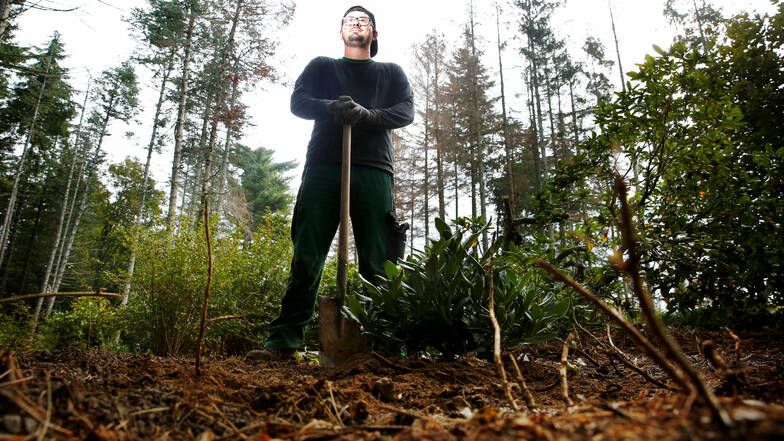 Die Kamenzer Stadtgärtnerei kämpft auf dem Hutberg gegen Trockenheit, Sturmschäden und Borkenkäfer. Mitarbeiter Lukas Köhler pflanzte jetzt neue Rhododendren.