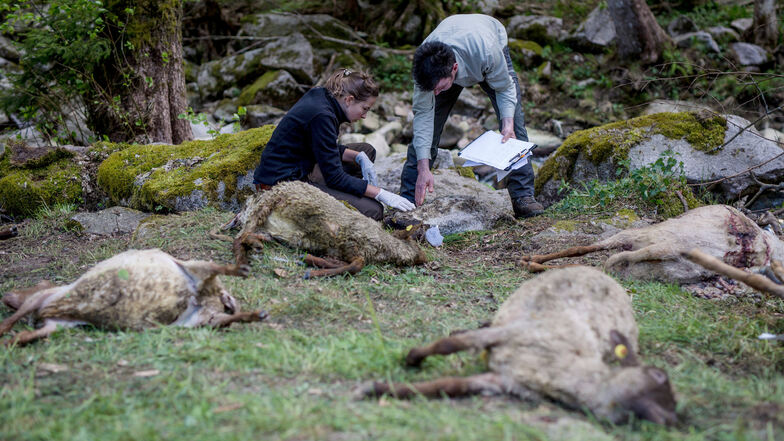 Ende April hatte ein Wolf in Bad Wildbad (Baden-Württemberg) eine Schafherde angegriffen und mehrere Tiere gerissen. Insgesamt starben 44 Schafe, ein Teil ertrank in panischer Flucht in einem Fluss.