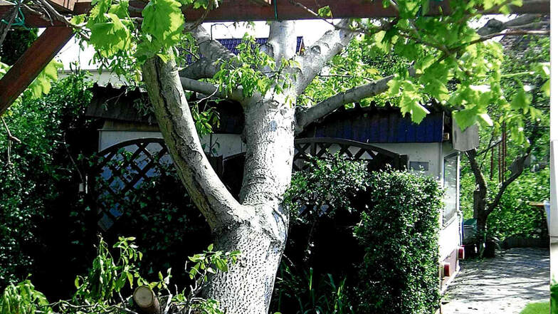Dieser Nussbaum wurde 1976 zu Evelyn Uschners Jugendweihe gepflanzt. Der Tornado hat ihn entwurzelt.