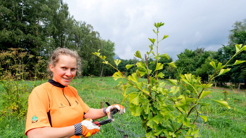 Forstwirt-Lehrling Klara Meyer im neuen Arboretum in Gohrisch: Hier wächst nicht nur ein Ginko heran, sondern mehr als 30 "Bäume des Jahres".