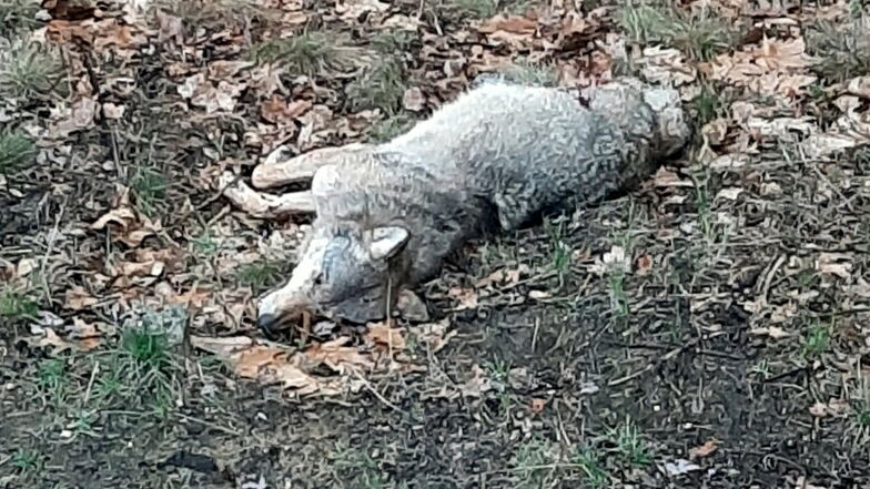 Dieser Wolf wurde Ende März im Nieskyer Ortsteil See von einem Pkw angefahren. Der Wolf schleppte sich anschließend noch in den Wald und starb.