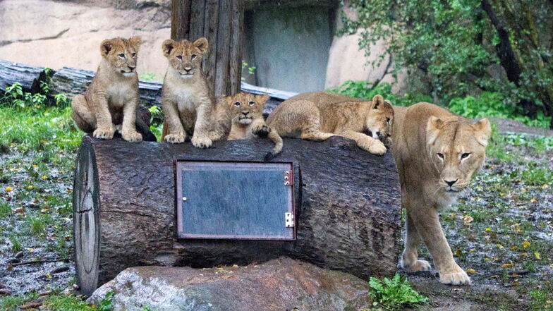 Leipziger Zoo sucht Namen für kleine Löwen