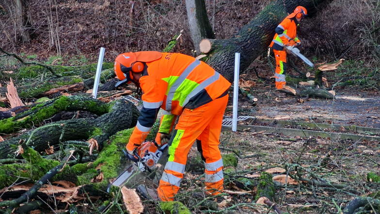 Für die Beseitigung des umgestürzten Baumes auf der der Straße an der Zschopau in Waldheim haben die Bauhofmitarbeiter rund sechs Stunden benötigt.