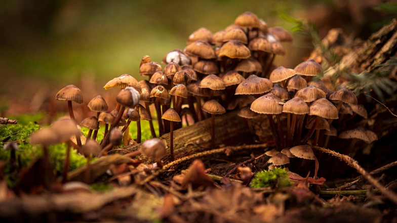 Pilze wachsen zwischen Herbstlaub im Wald.