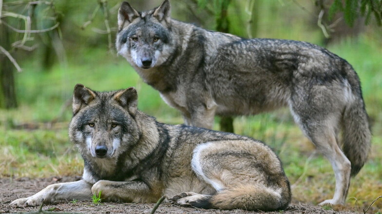 Immer mehr Wolfsrudel in Sachsen