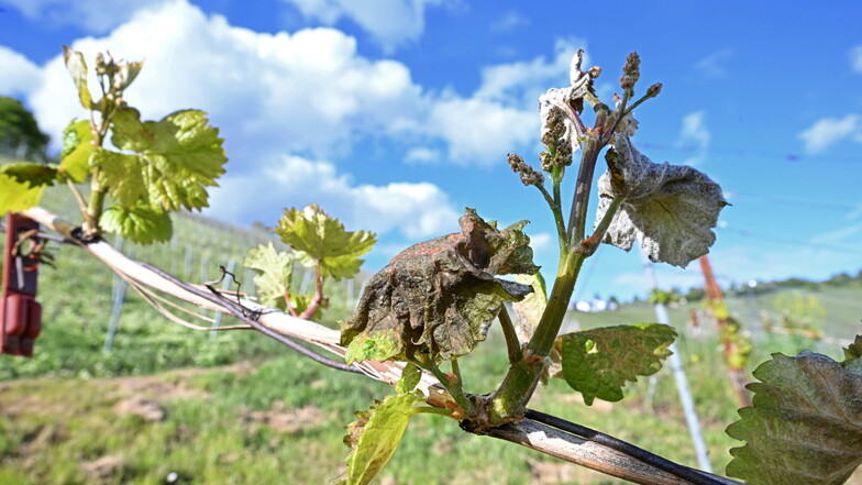 Durch Frost geschädigte Blätter hängen an einer Weinrebe in einem Weinberg.